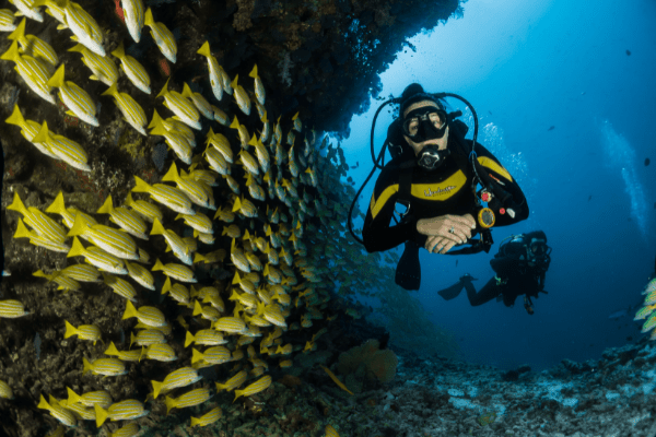 Scuba divers moving underwater in Pondicherry